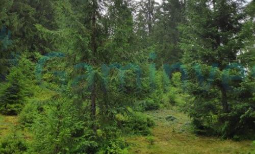 Description of image