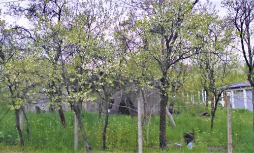 Description of image