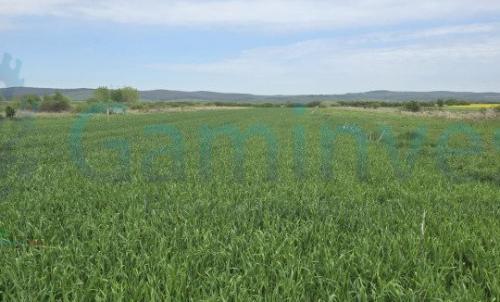 Description of image